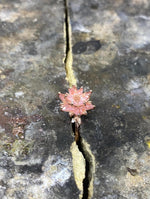 Pink Quartz Lotus Ring, Pink Gemstone Flower Ring, Dainty Floral Ring, Gift for Mom Jewelry, Romantic Promise Ring, Feminine Jewelry